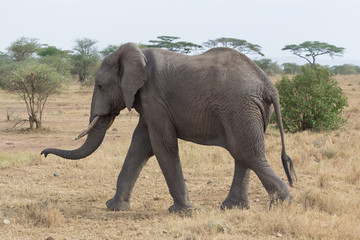 Fototapeta na wymiar Elephant walking in the Serengeti savanna in Tanzania, Africa