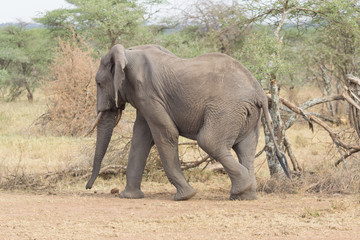 Elephant walking quickly in the Serengeti savanna with one leg in air