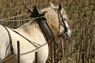 percheron attelé dans les vignes