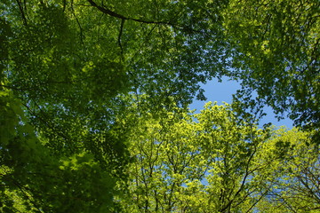 Fototapeta premium green leaves in forest