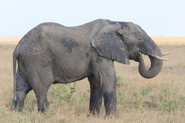 Naklejka na ściany i meble Elephant standing and eating in the Serengeti savanna in Tanzania, Africa