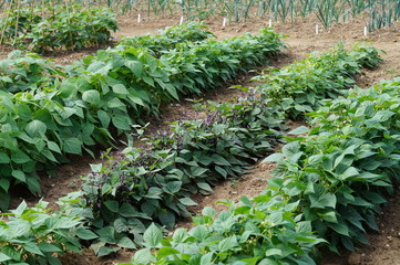 Dwarf french bean