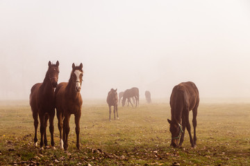 Herd of purebred horses on a pasture in the morning fog © encierro