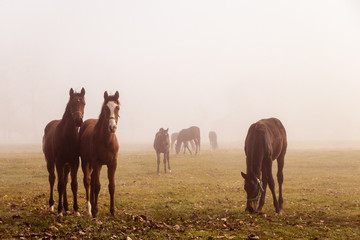 Herd of purebred horses on a pasture in the morning fog