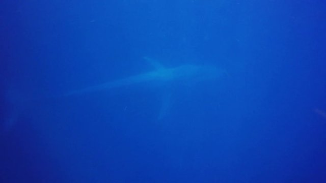 Blue Whale swimming underwater 
