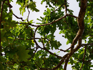Green oak leaves and branches in the light