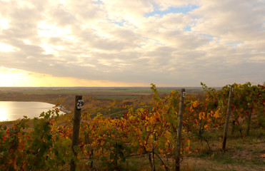Abendliche Herbststimmung in den Weinbergen am Geiseltalsee mit bunten Reben