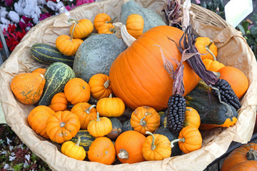 Pumpkins in Basket Halloween
