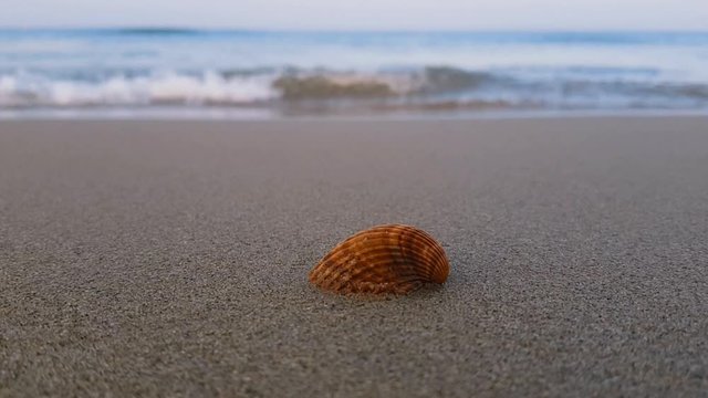 close-up of a sea shel on sand in a calm beach