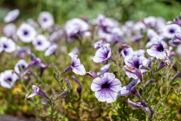 blossoms of petunia on a meadow