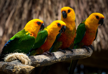 birds