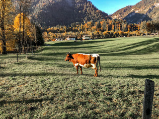 Cow