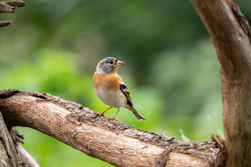 Brambling, Fringilla montifringilla