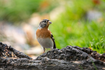 Brambling, Fringilla montifringilla