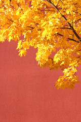 Yellow leaves and red wall