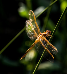 dragonfly sitting on a blade of grass