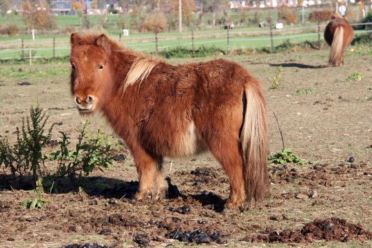 6 754 Best Poney Images Stock Photos Vectors Adobe Stock