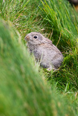 Naklejka na ściany i meble European Rabbit - Oryctolagus cuniculus, cute small mammal from European meadows and grasslands, Shetlands, UK.