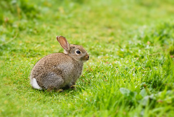 European Rabbit - Oryctolagus cuniculus, cute small mammal from European meadows and grasslands, Shetlands, UK.
