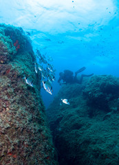 Scuba Divers observe a school of fish on a coral reef. 