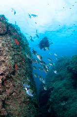 Fototapeta premium Scuba Divers observe a school of fish on a coral reef. 