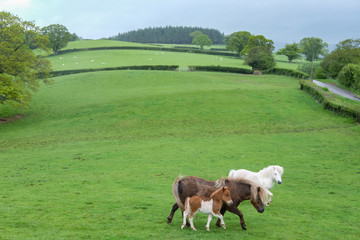 Obraz premium Ponies in the field 