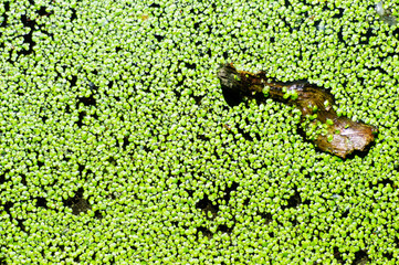 Duckweed on the water surface