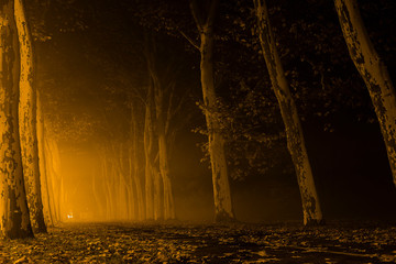 foggy sidewalk at night, trees, color