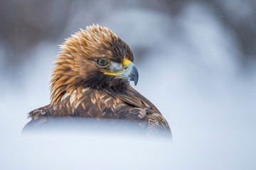 Golden Eagle, portrait.