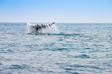 Bryde's whales tail in the Gulf of Thailand