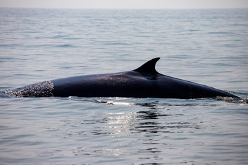 Bryde's whale or Eden'whale living in the Gulf of Thailand.