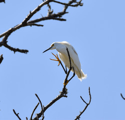 egret