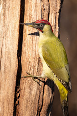 Green Woodpecker,  Picus viridis