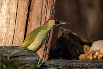 Green Woodpecker,  Picus viridis