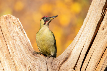 Green Woodpecker,  Picus viridis