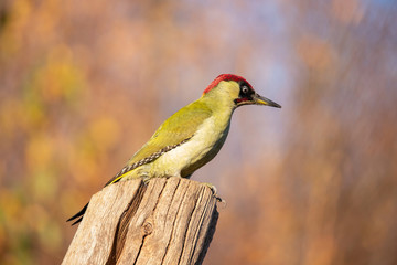 Green Woodpecker,  Picus viridis