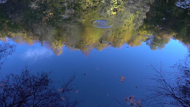 pepple droppe din water leaving ripples on a lake in a forest