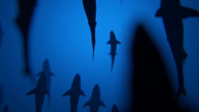 4K Shark Silhouettes Passing Overhead