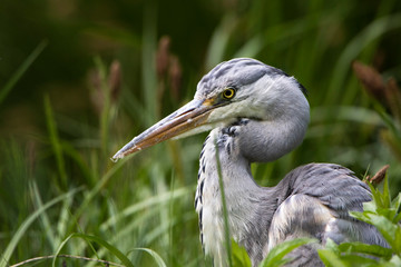 Grey heron fishing