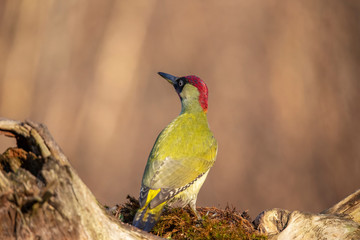 Green Woodpecker,  Picus viridis