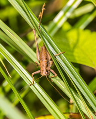 Macro of cricket on flower