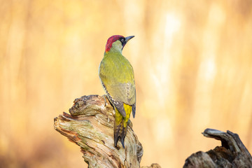 Green Woodpecker,  Picus viridis
