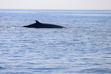 Bryde's whale or Eden'whale living in the Gulf of Thailand.