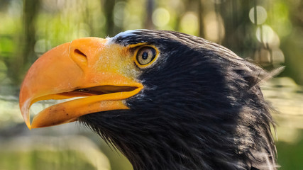 Sea eagle portrait