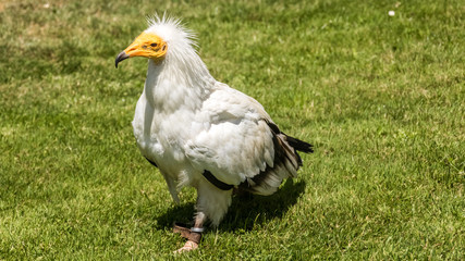 Vulture on grass