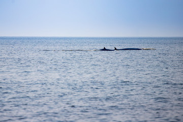 Obraz premium Bryde's whales mother and child coming up out of the water. Back of two eden's whales swimming next to coast of Bangtaboon, Petchburi, Gulf of Thailand.
