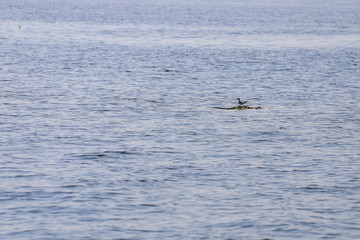 Fototapeta premium Photograph of a single seagull standing in a puddle of water.