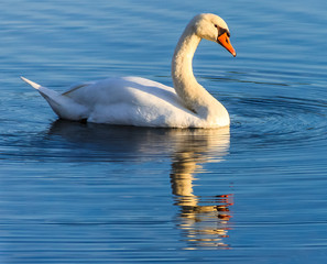 Swan swimming with reflections