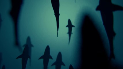 4K Shark Silhouettes Passing Overhead. Realistic CGI animation.