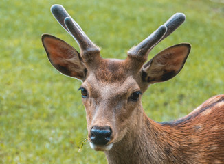 Portrait of a deer